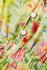 Abito in cotone a fiori