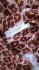 Abito in lino leopardato
