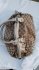 Borsa in tela monogram